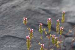 Rotala serpyllifolia